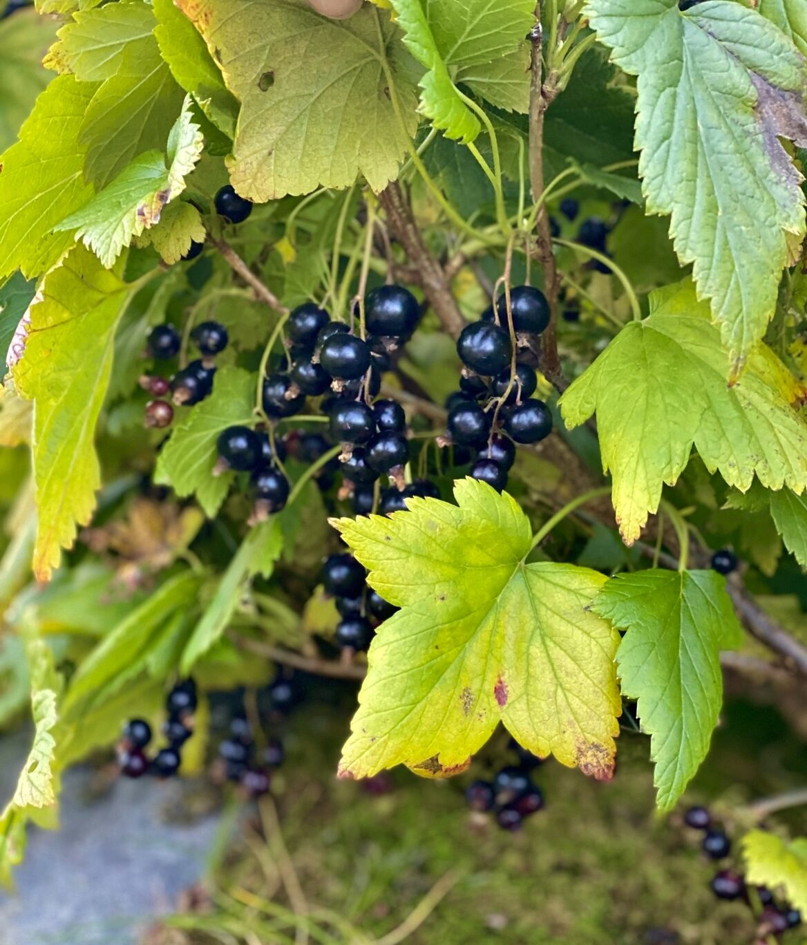 Bleak Roe Black Currant Leaf Syrup - Holmen Lofoten